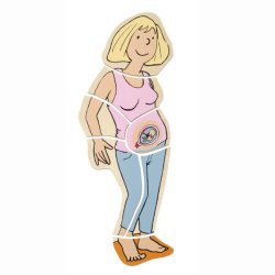 Gravid, Anatomi 5-lags puslespil, tr