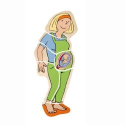 Gravid, Anatomi 5-lags puslespil, tr