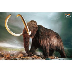 Mammut plakat / Mammoth poster - kun f tilbage