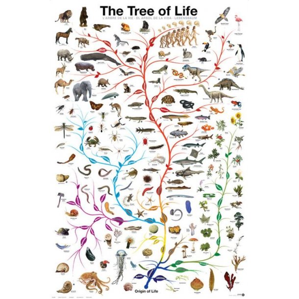 Tree of life / Livets tr plakat, Udsolgt pt