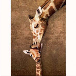 Giraf kys plakat