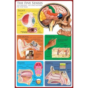 De 5 sanser plakat