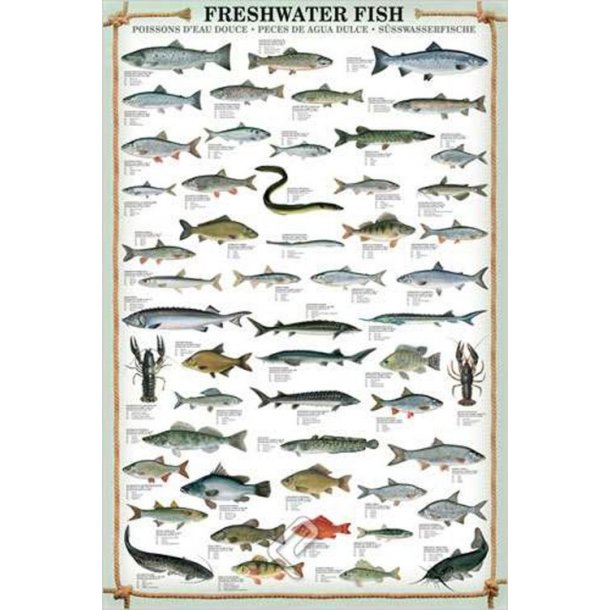 Ferskvands fisk, plakat