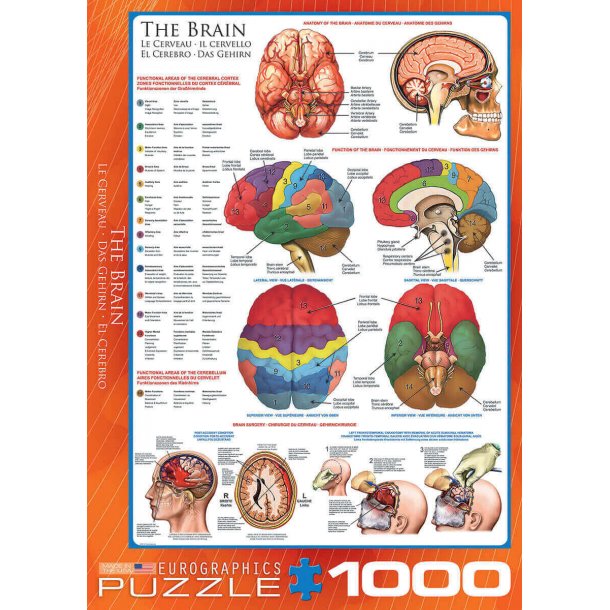 Hjernen Anatomi puslespil