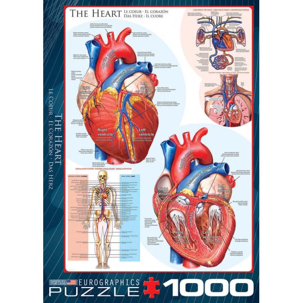 Hjerte Anatomi puslespil