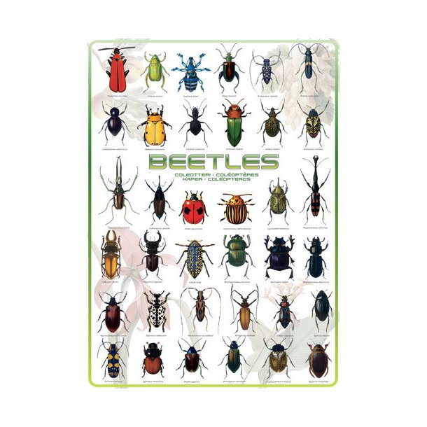 Beetles - insekter