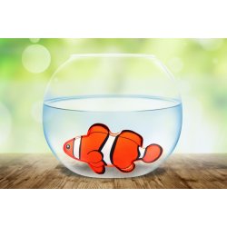 Sunflex Dykkerhvalpe &#150; Sjovt vandlegetj for brn (24 stk. Display)